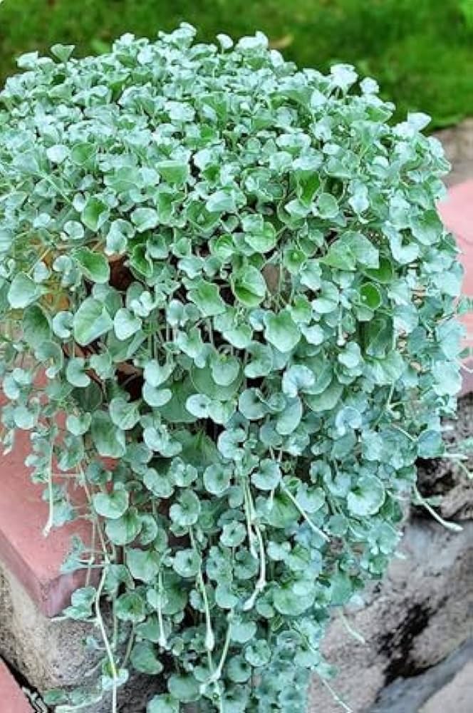 Blau pflanze dichondra samen for easy anpflanzung
