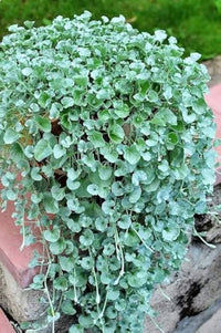 Blau pflanze dichondra samen for easy anpflanzung