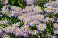 High germination blau erigeron samen