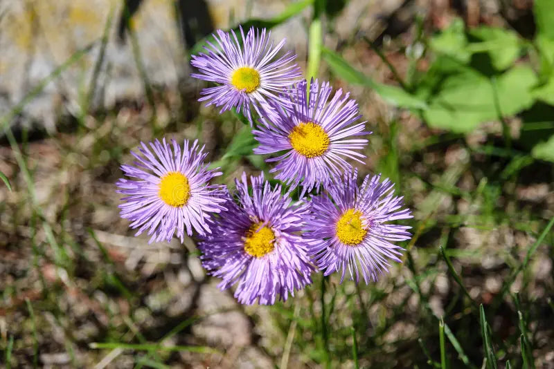 Non gmo blau erigeron samen