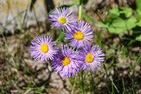 Non gmo blau erigeron samen