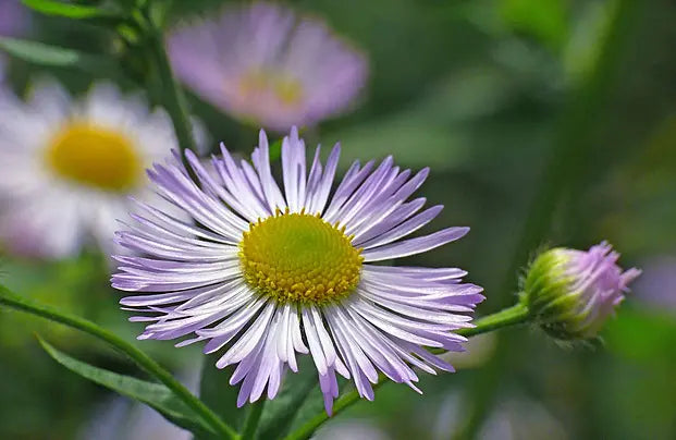 Ornamental blau erigeron flowering pflanze