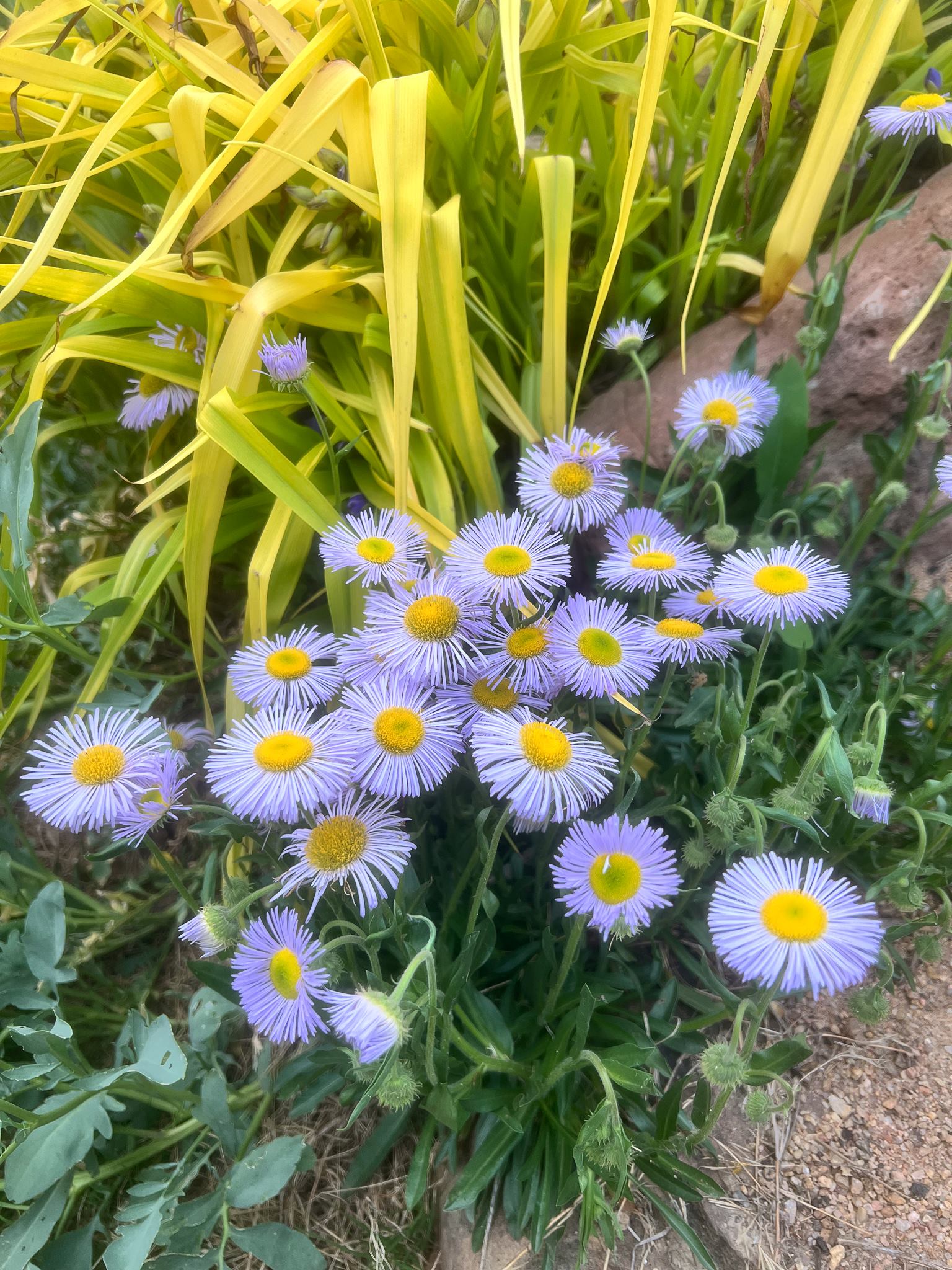 Blau erigeron in rock garten