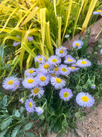 Blau erigeron in rock garten