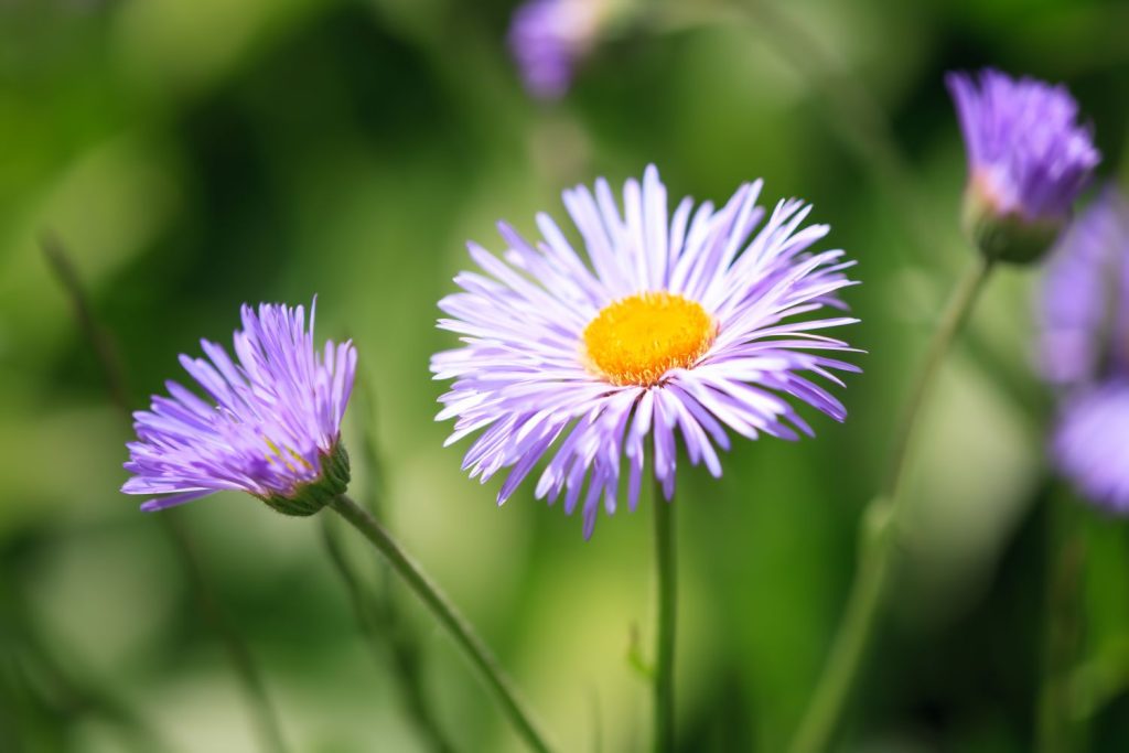 Blau erigeron blume samen for easy anpflanzung