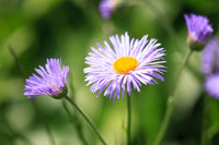 Blau erigeron blume samen for easy anpflanzung