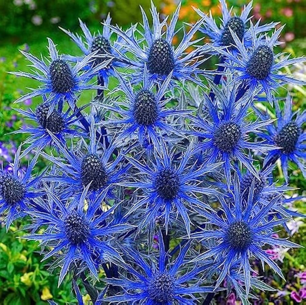 Non gmo blau eryngium blume samen