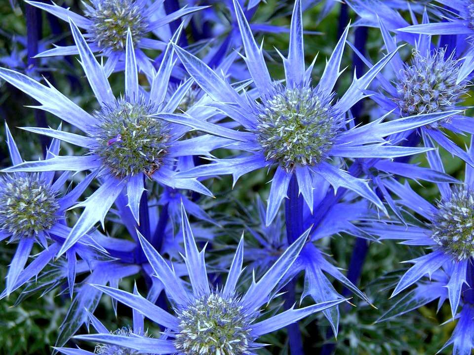Ornamental blau eryngium samen for home gardens