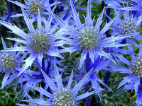 Ornamental blau eryngium samen for home gardens