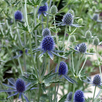 Ornamental blau eryngium flowering pflanze