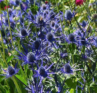 Non gmo blau eryngium planum blume samen