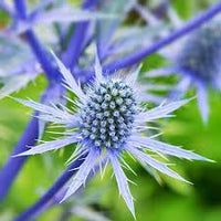 Blau eryngium planum blume samen for anpflanzung