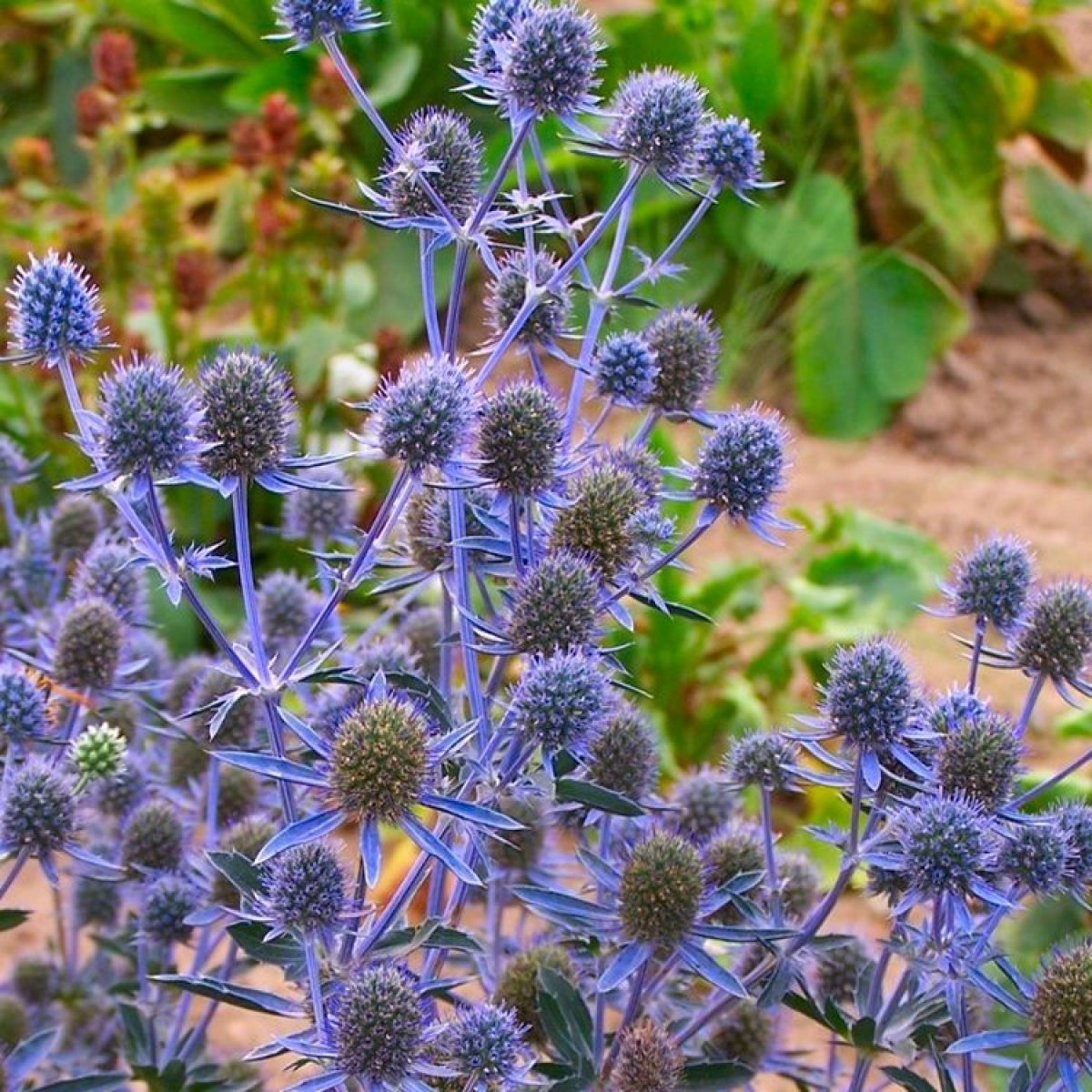 Ornamental blau eryngium alpinum pflanze for gardens