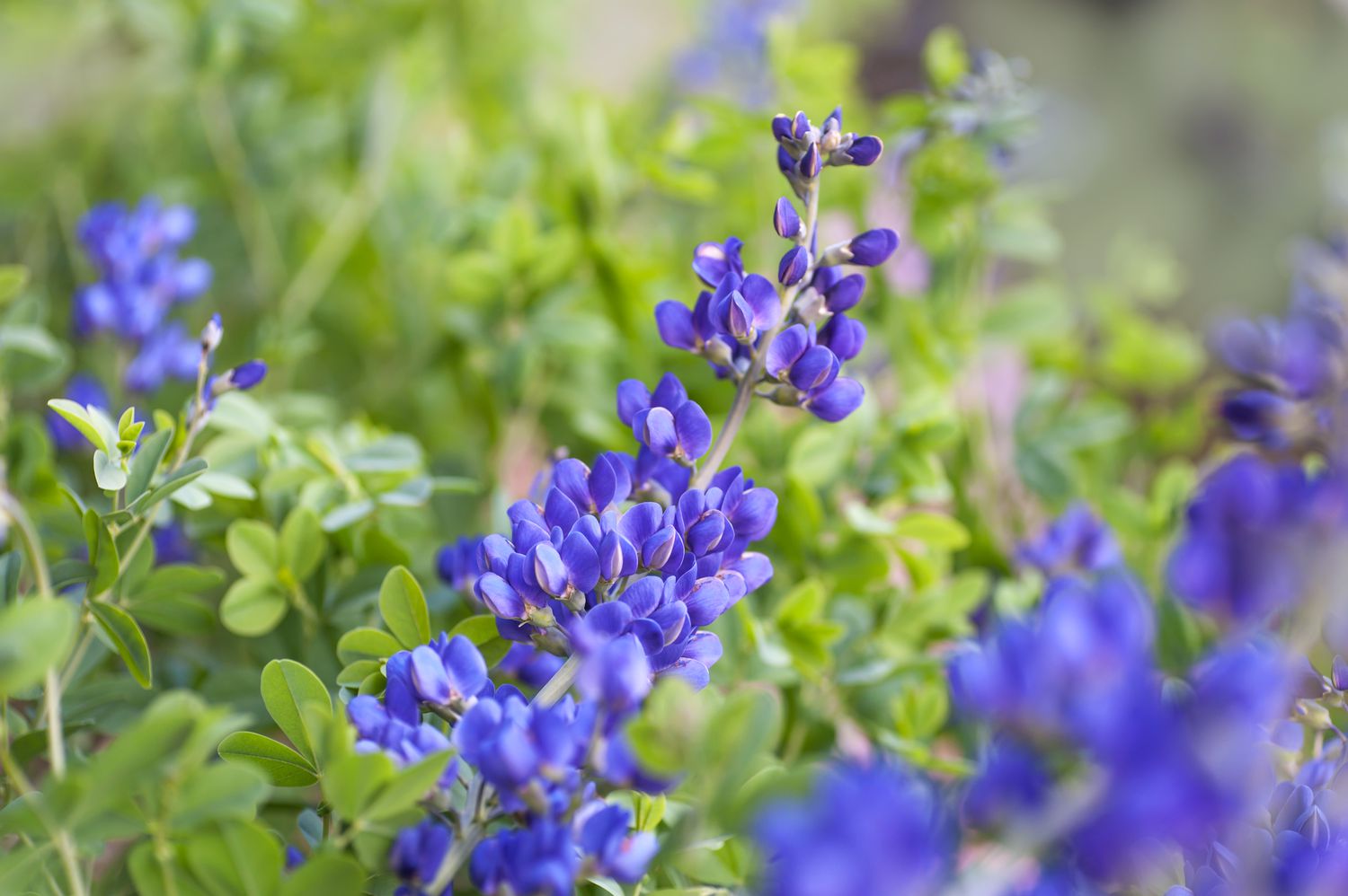 High germination blau false indigo samen