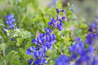 High germination blau false indigo samen