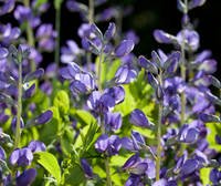 Non gmo blau false indigo samen