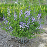 Ornamental blau false indigo flowering pflanze