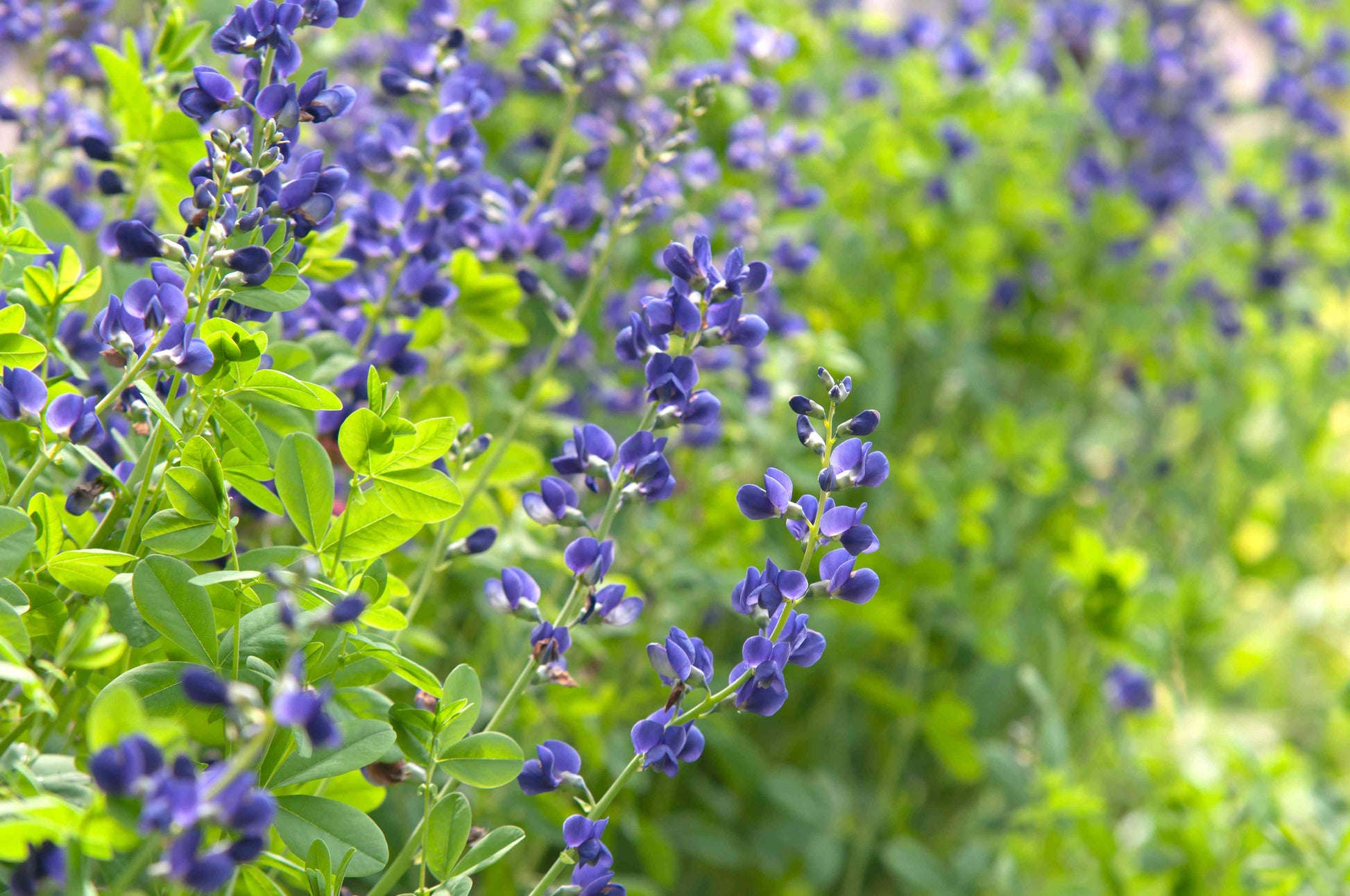 Blau false indigo in pollinator garten