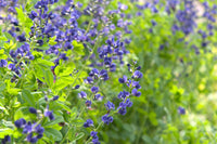Blau false indigo in pollinator garten
