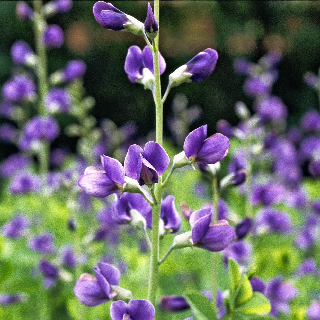 Blau false indigo samen for easy anpflanzung