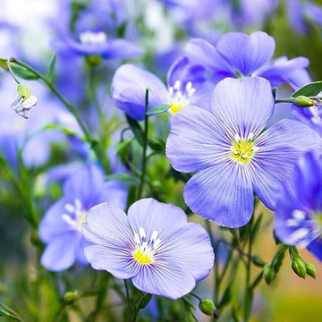 Blau flax blume samen for easy garten anpflanzung