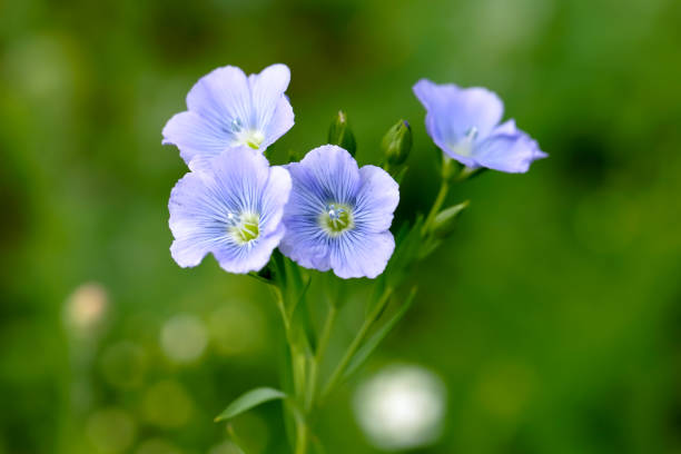Ornamental blau flax flowering pflanze