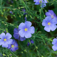 Flax Blumensamen zur Aussaat farbenfroh Schau Traditionssorte & ohne Gentechnik Samen Hausgarten