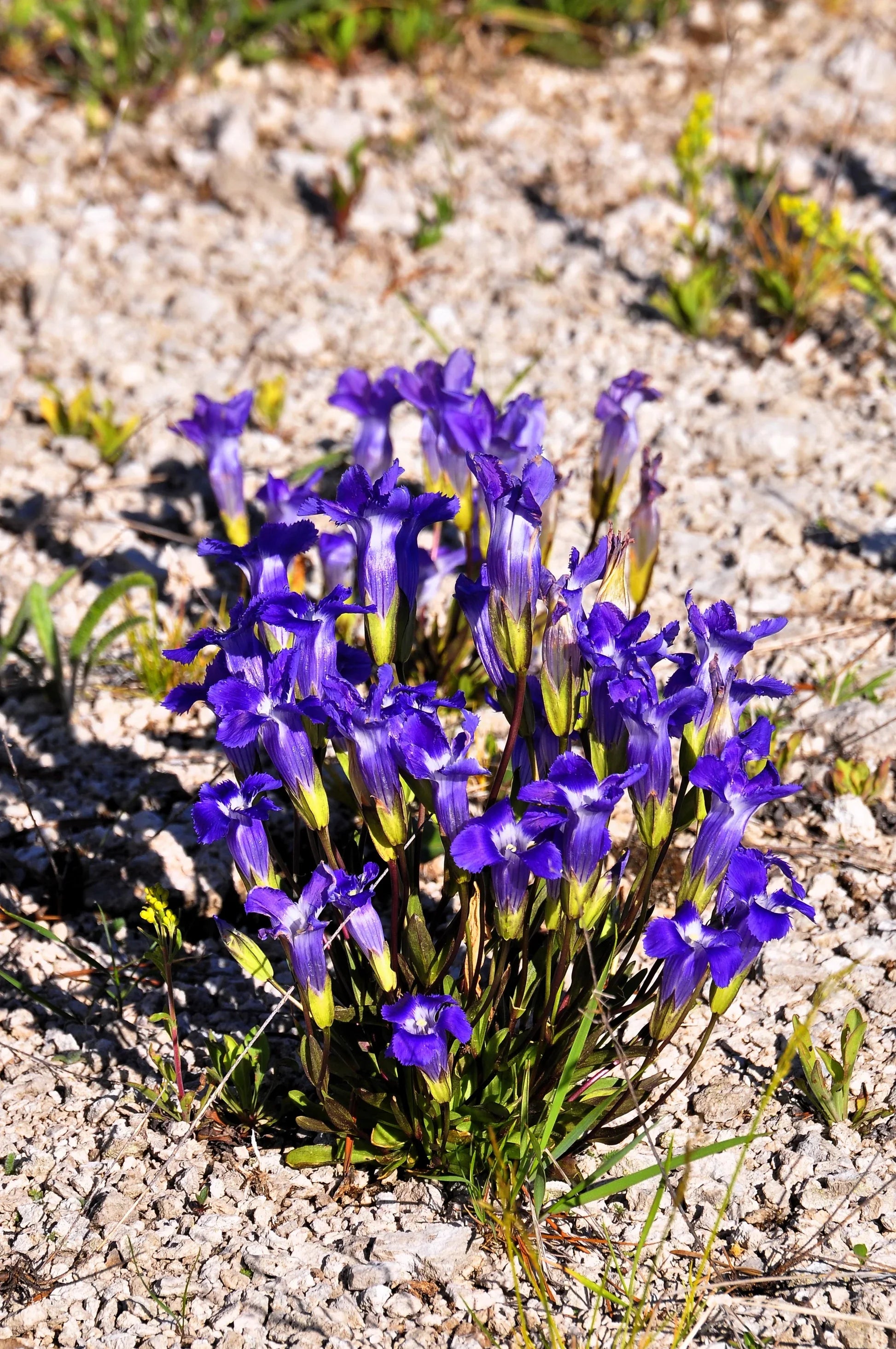 Fringed gentian blooming in alpine garten
