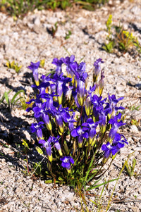 Fringed gentian blooming in alpine garten