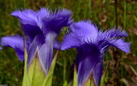 Non-gmo gentian fringed samen