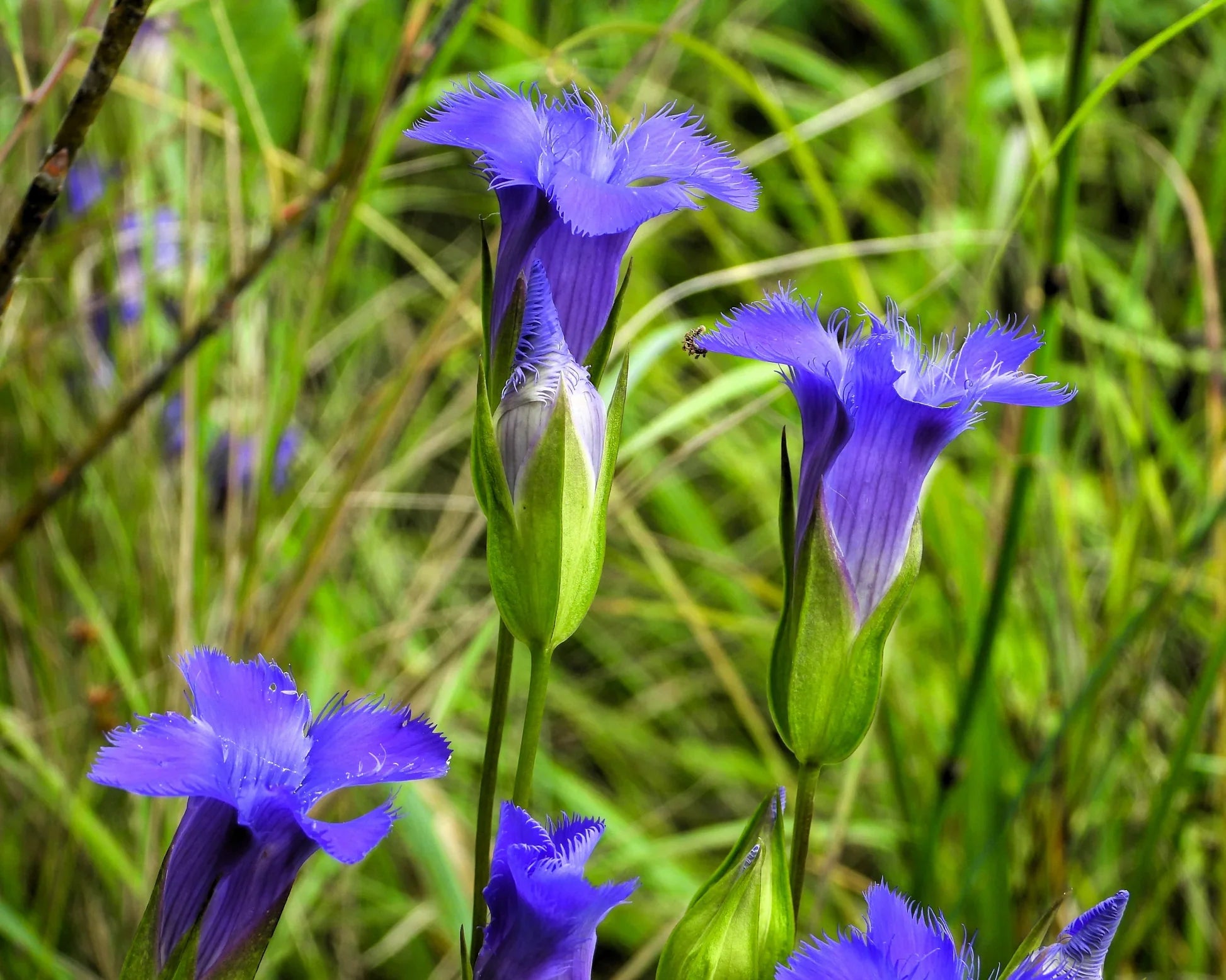 Ornamental fringed gentian perennial pflanze