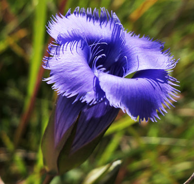 Blau gentian fringed blume samen for anpflanzung