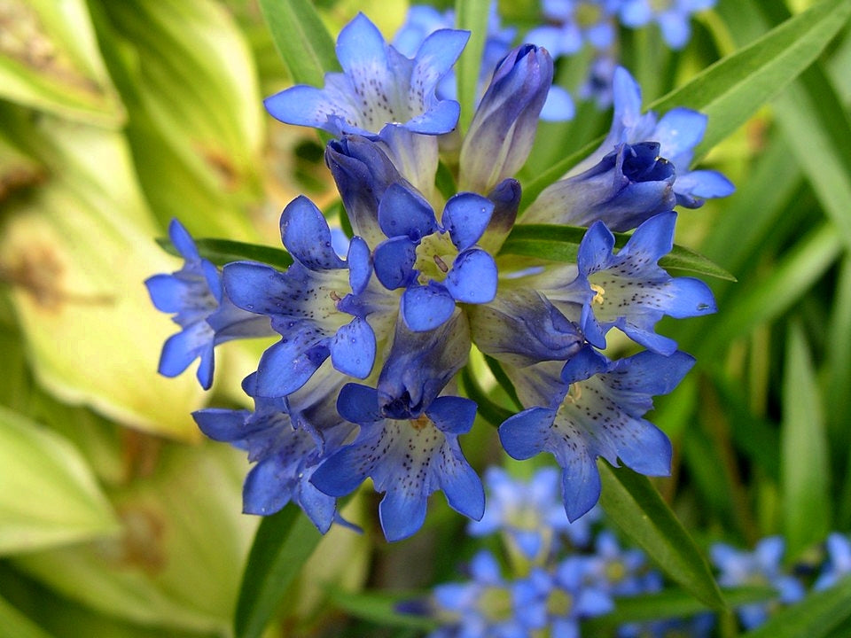 Non gmo blau gentiana dahurica samen