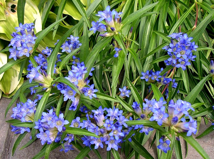 Ornamental blau gentiana dahurica flowering pflanze