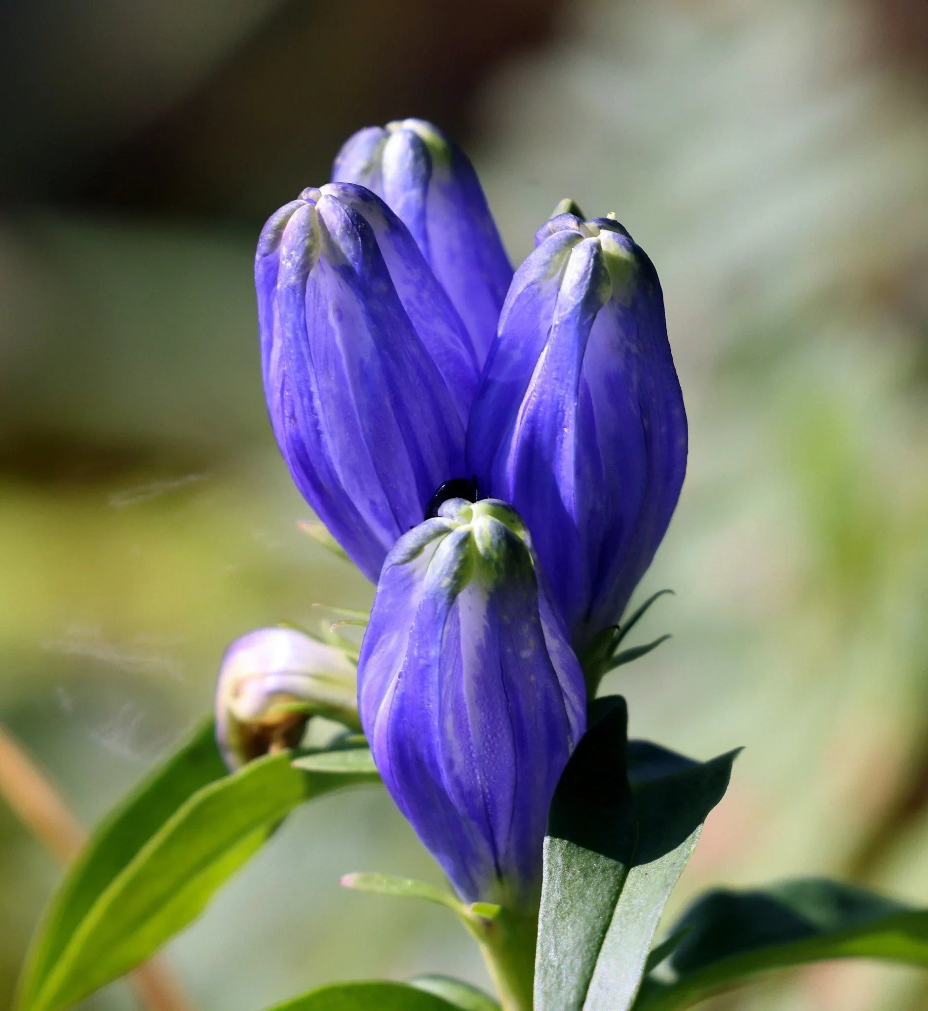 Ornamental blau gentiana sceptrum flowering pflanze