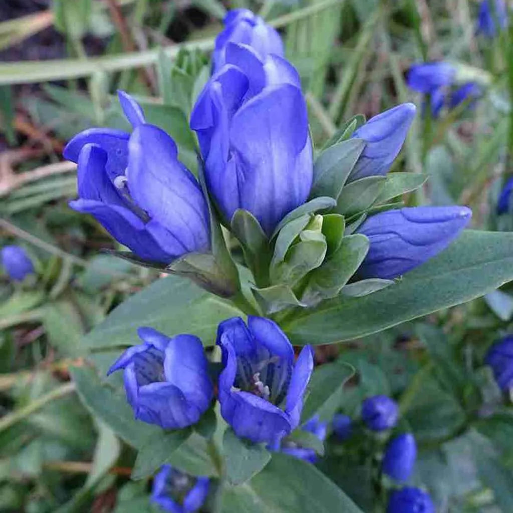 Blau gentiana sceptrum in rock garten