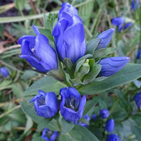 Blau gentiana sceptrum in rock garten