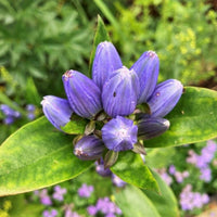 Blau gentiana sceptrum blume samen for anpflanzung