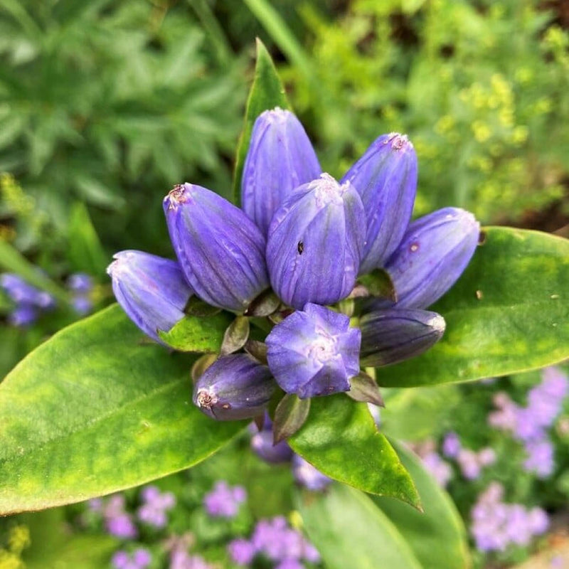 Blau gentiana sceptrum blume samen for anpflanzung