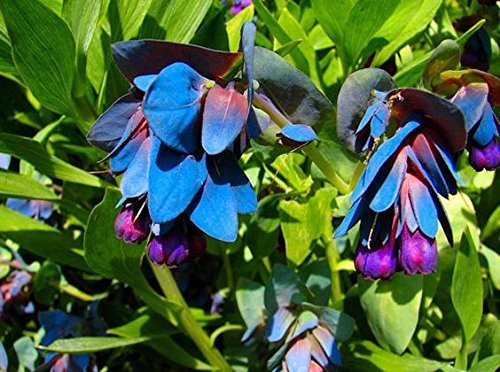 Non gmo blau gibraltar blume samen