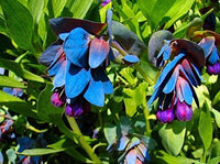 Non gmo blau gibraltar blume samen