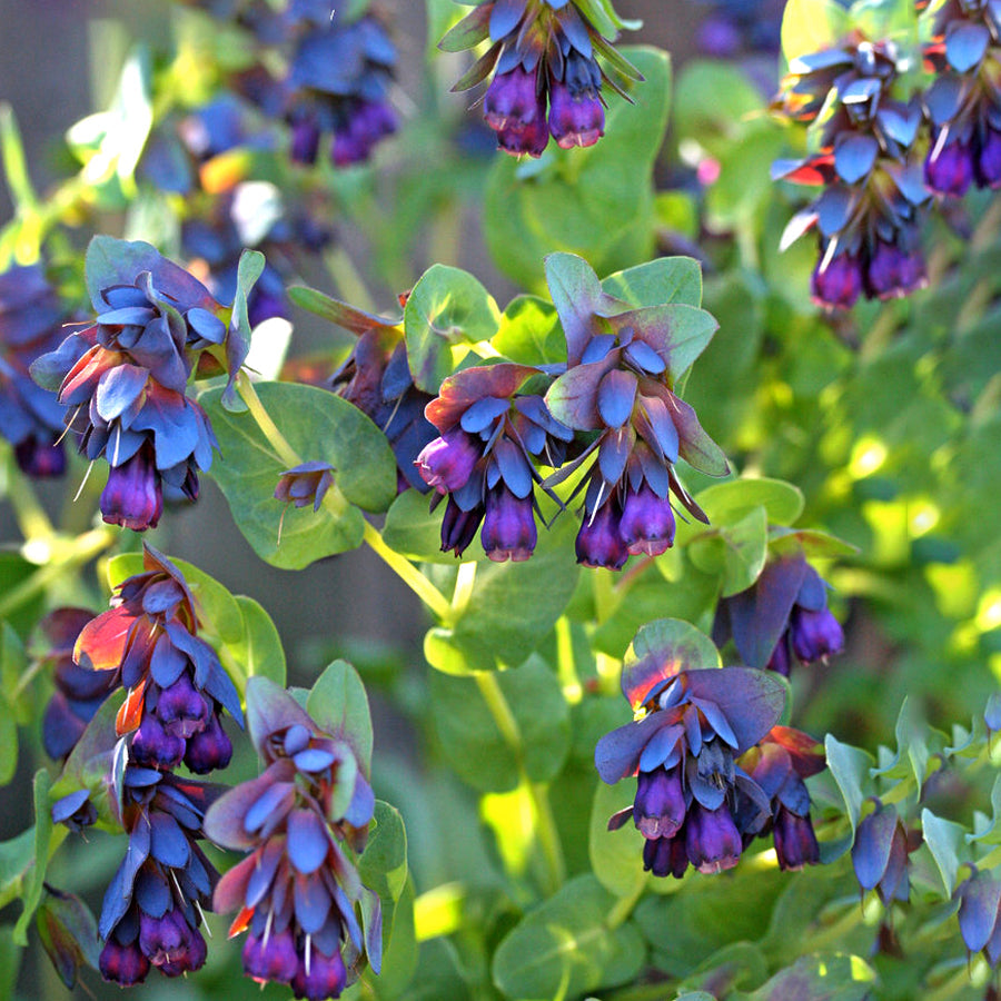 Ornamental blau gibraltar for gardens