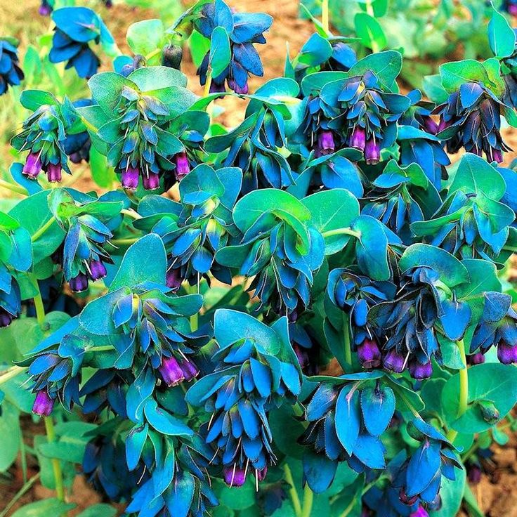 Blau gibraltar in rock garten anpflanzung