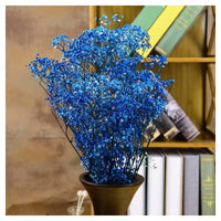 Non-gmo blau gypsophila samen