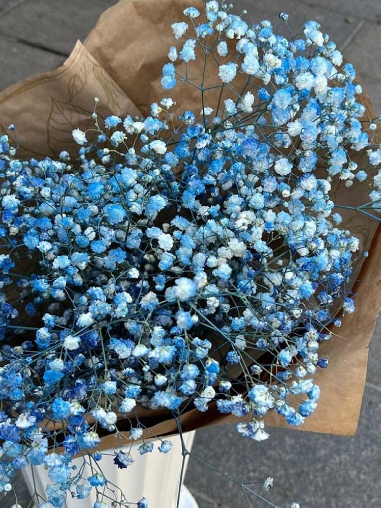 Ornamental blau gypsophila flowering pflanze
