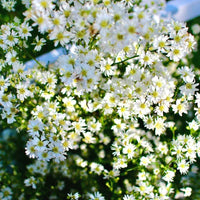 Potted blau gypsophila pflanze