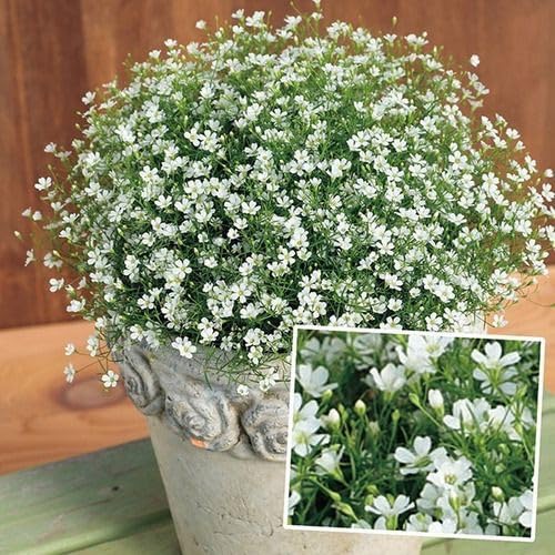 Blau gypsophila blume samen for anpflanzung