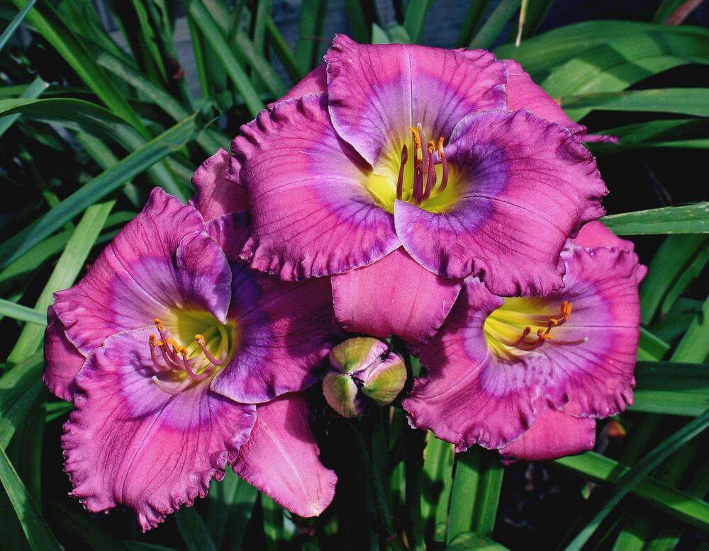 Blau hemerocallis used in landscape anpflanzung