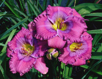 Blau hemerocallis used in landscape anpflanzung