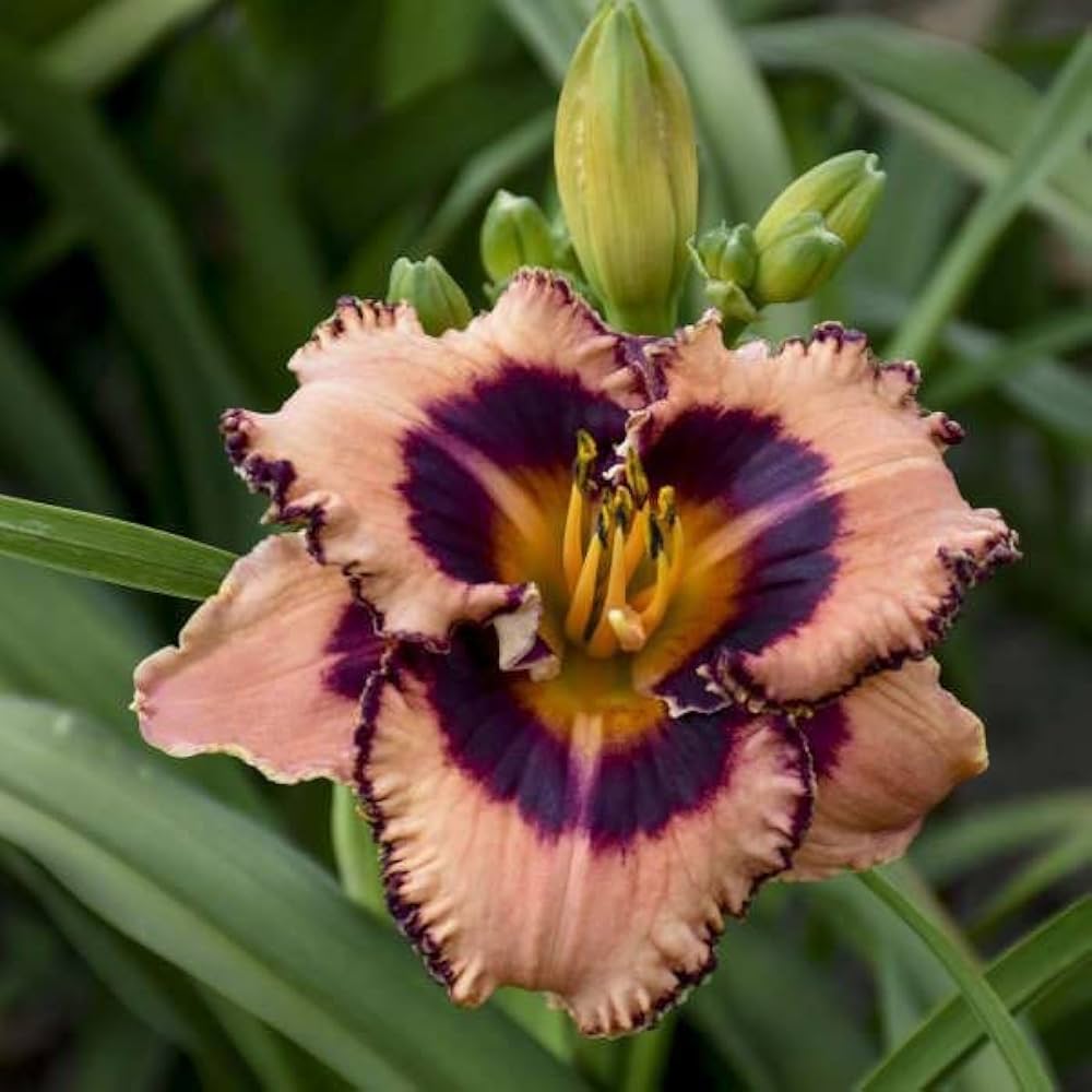 Non gmo blau hemerocallis samen